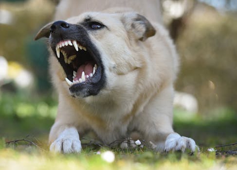 Dodging Disaster: Socialization Mistakes That Make Dogs Aggressive With Strangers